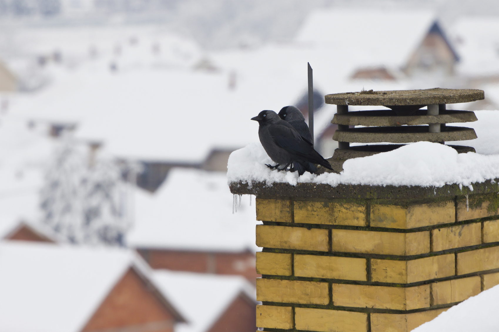 Snow-covered roof with two birds perched on a chimney.